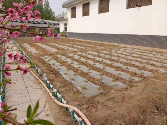 东新庄工区菜园1
