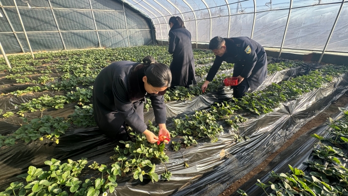 C:\Users\lenovo91\Desktop\草莓采摘园3